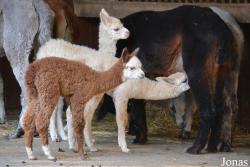 Lama pacos