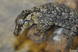Rhacodactylus auriculatus
