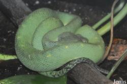 Atheris chlorechis