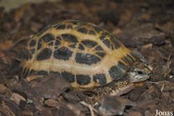 Terrariet Vissenbjerg