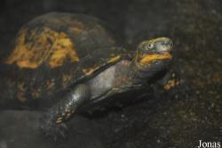 Terrariet Vissenbjerg