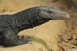 Varanus salvator