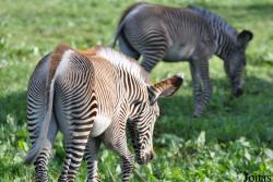 Odense Zoo