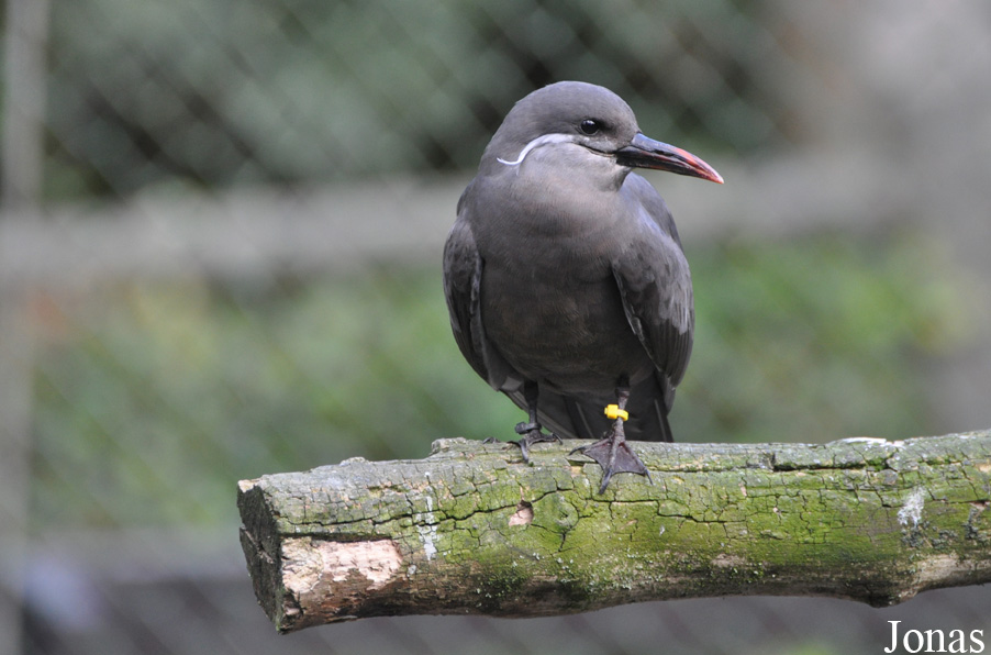 Odense Zoo