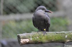 Odense Zoo