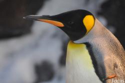Odense Zoo