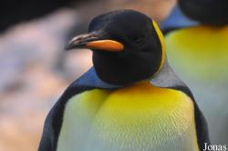 Odense Zoo