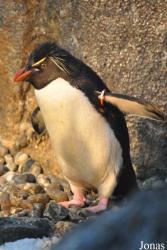 Odense Zoo
