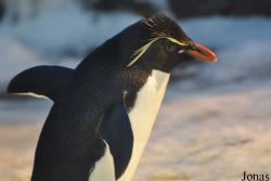 Odense Zoo