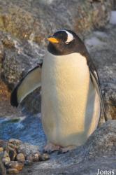 Odense Zoo