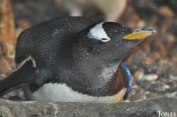 Odense Zoo