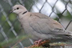 Streptopelia roseogrisea