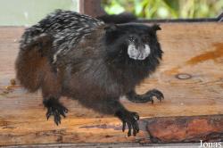 Leontocebus illigeri