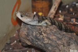 Hemisphaeriodon gerrardii