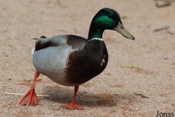 Anas platyrhynchos
