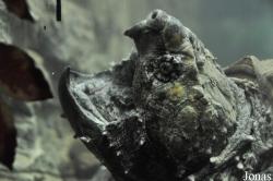 Macrochelys temminckii