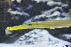 Aulostomidae