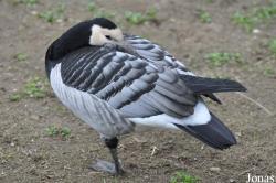 Zoo Neuwied