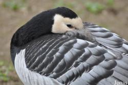 Zoo Neuwied