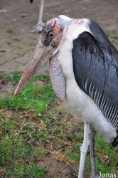 Zoo Neuwied