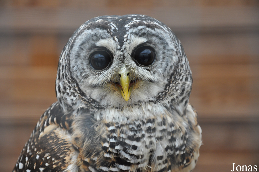 Falconiformes