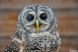 Falconiformes