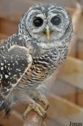 Falconiformes