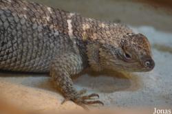 Sceloporus sp.