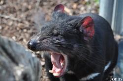 Sarcophilus harrisii