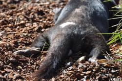 Zoo København