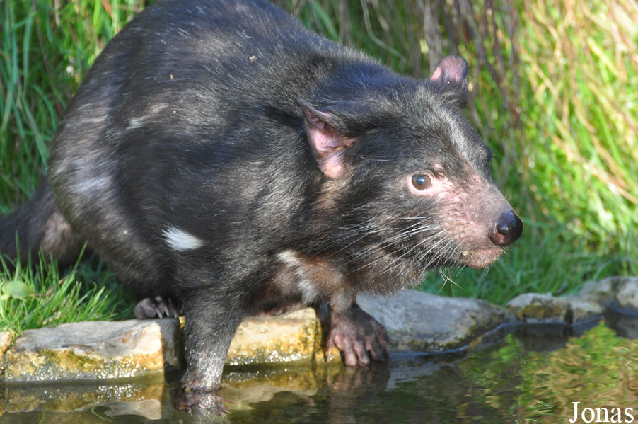 Zoo København