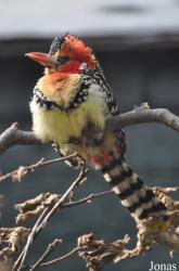 Zoo København