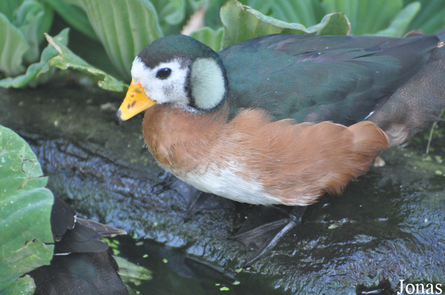 Zoo København