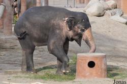 Zoo København