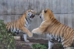 Zoo København