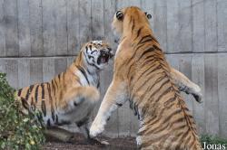 Zoo København