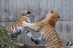 Zoo København