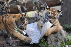 Zoo København