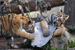 Zoo København