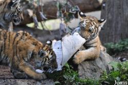 Zoo København