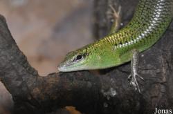 Dasia smaragdina