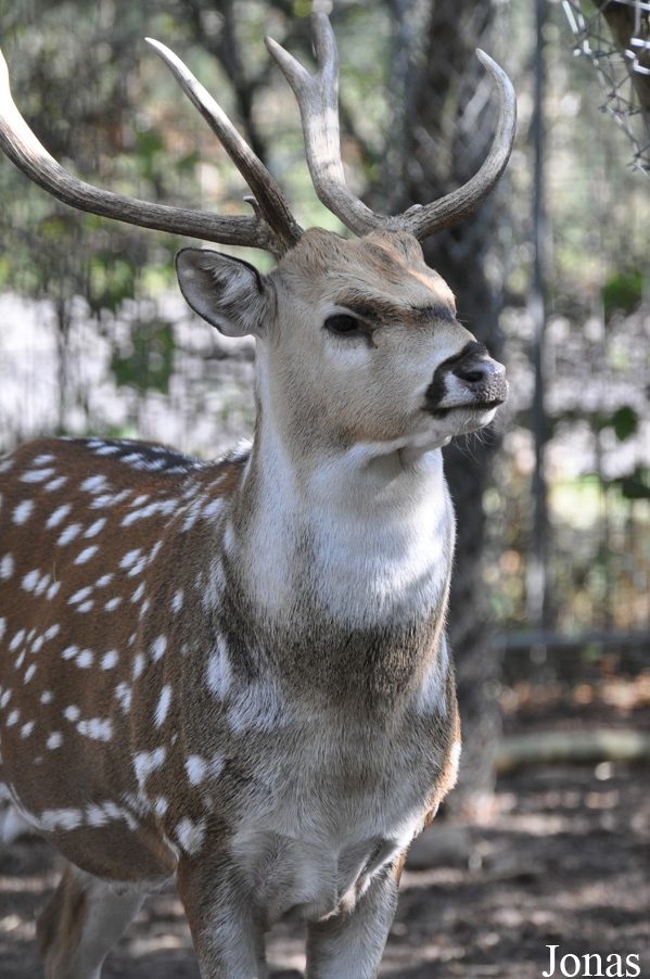 Nykøbing Falster Zoo