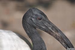 Nykøbing Falster Zoo