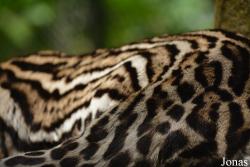 Leopardus pardalis