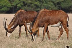 Knuthenborg Park & Safari