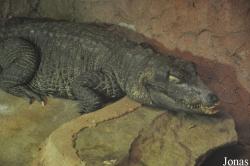 Krokodille Zoo