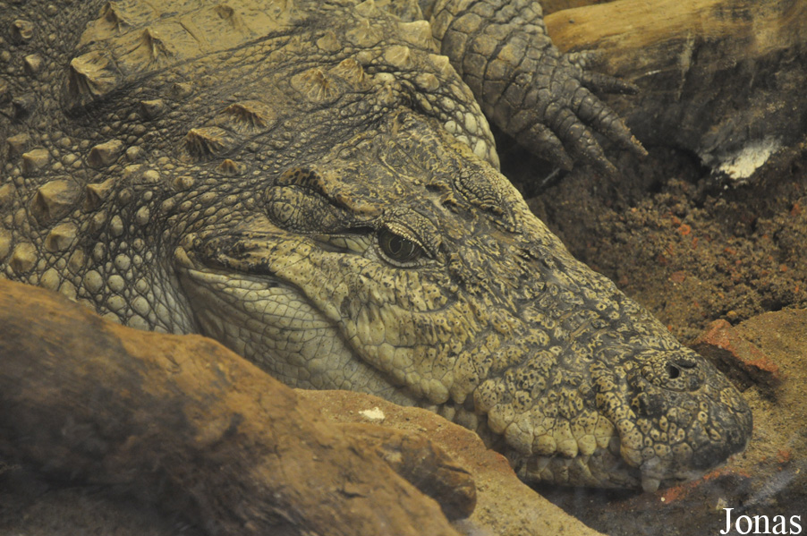 Krokodille Zoo
