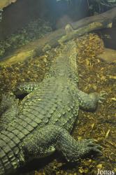 Krokodille Zoo