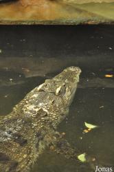 Krokodille Zoo