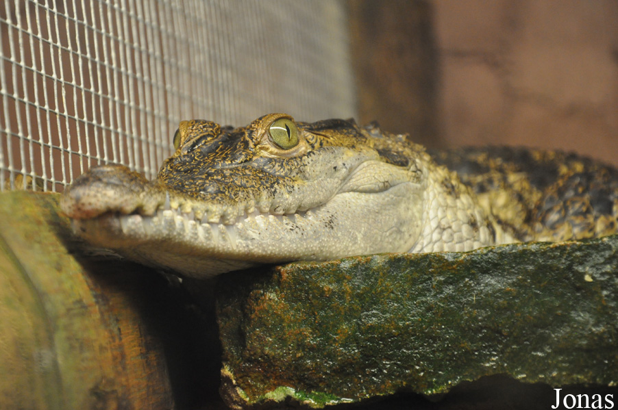 Krokodille Zoo